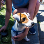 Chudák pes, ten se tady asi nedočká Pes